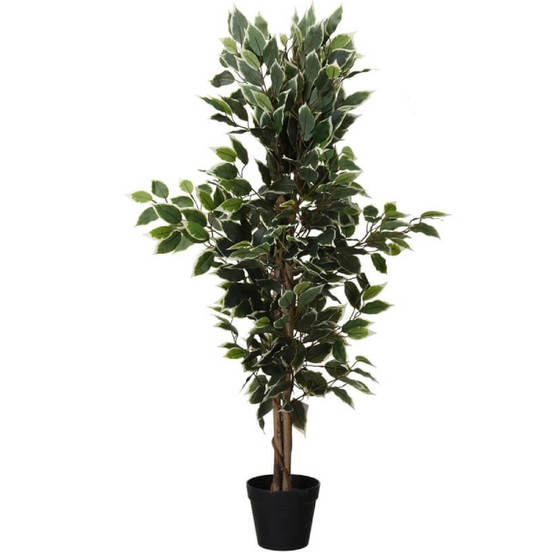 0607061524-2-aranzhirovka-rastenie-115sm-v-saksija_552x552_pad_478b24840a