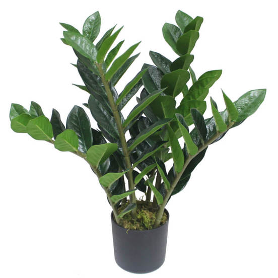 0607061563-aranzhirovka-dyrvo-na-zhelanijata-v-saksija-zamiokulkas_552x552_pad_478b24840a