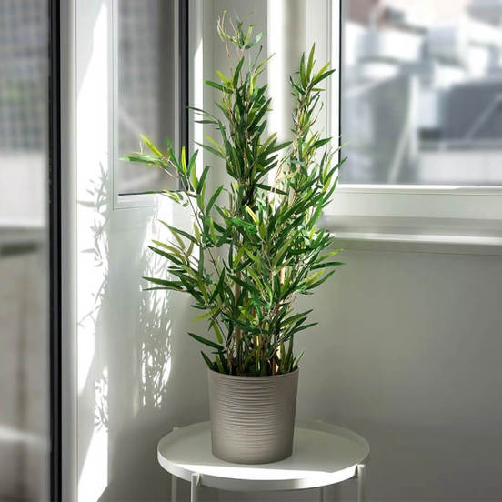 0607061914-2-aranzhirovka-rastenie-100sm-bambuk-v-plastmasova-saksija_552x552_pad_478b24840a