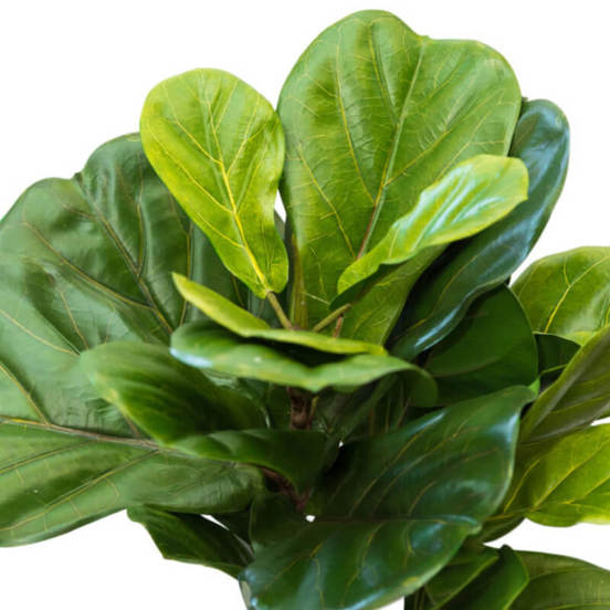 0607061189-2-aranzhirovka-dryvche-v-kashpa-125524_552x552_pad_478b24840a