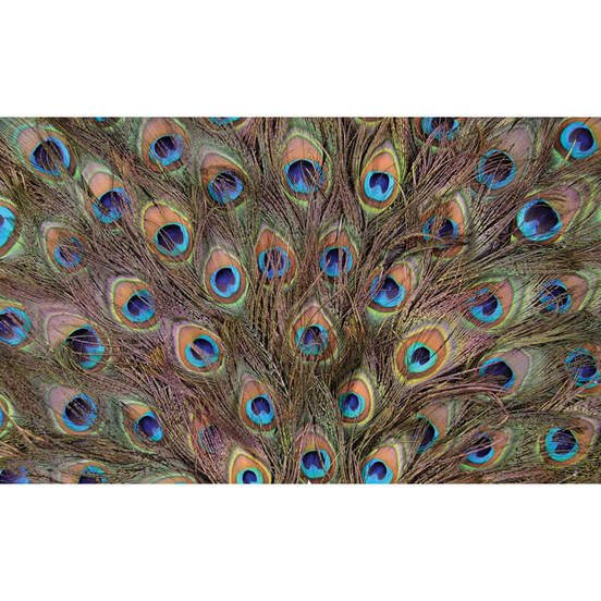 1006010619-fototapet-368-x-254sm-peacock-feathers_552x552_pad_478b24840a