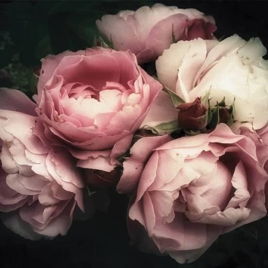 1006011119-6-fototapet-za-stena_552x552_pad_478b24840a