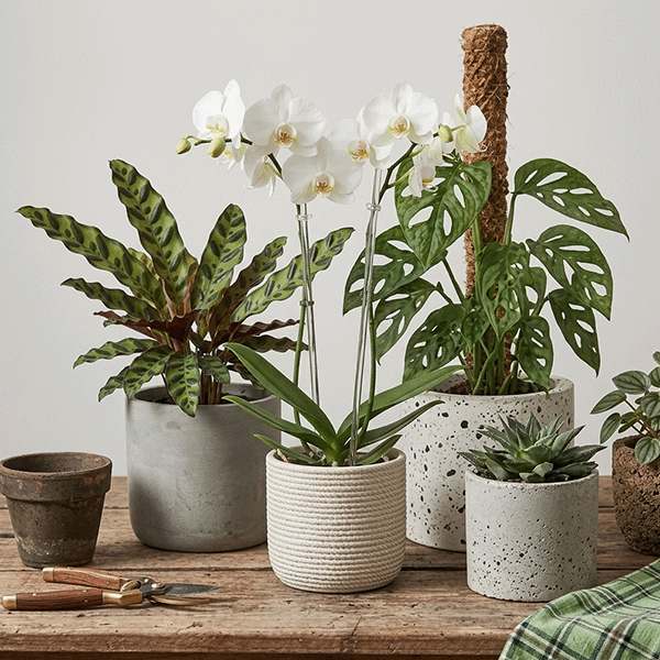 pots-flowers-600x600_600x600_crop_478b24840a