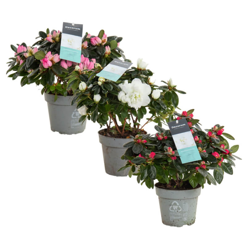 Topfpflanze Azalee Azaleenmischung - decorum 12cm H25  MASTERHAUS