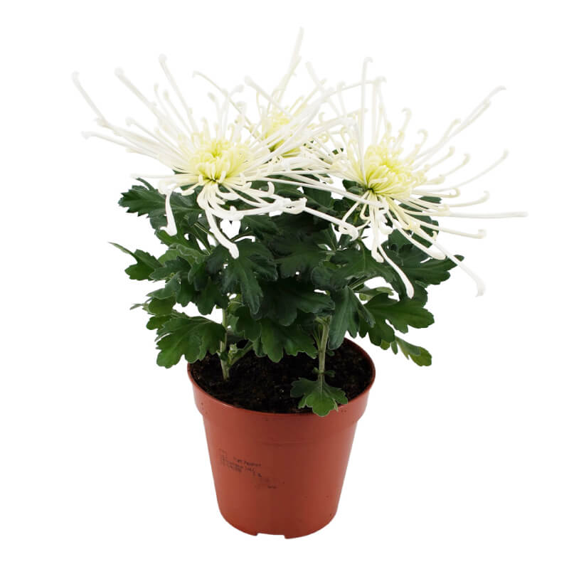 Topfpflanze Chrysantheme Chrysanne Feuerwerk Creme 13cm H35  MASTERHAUS